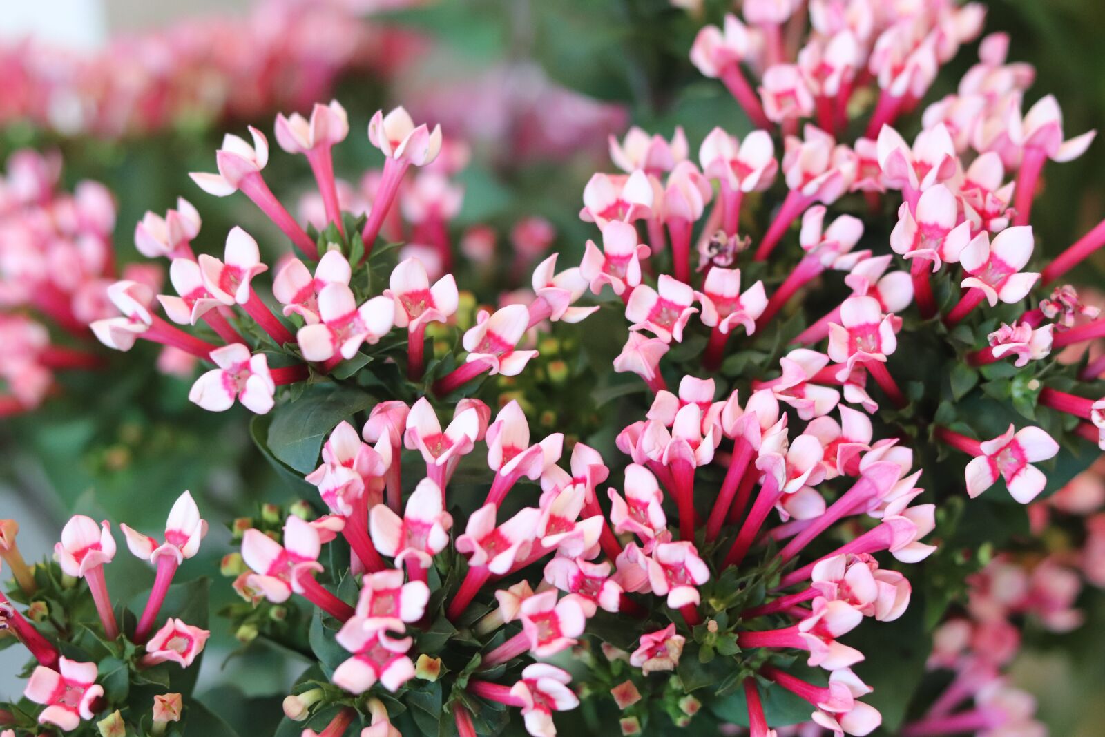 Canon EOS 200D (EOS Rebel SL2 / EOS Kiss X9) + Canon EF 50mm F1.8 STM sample photo. Pink, flowers, spring photography