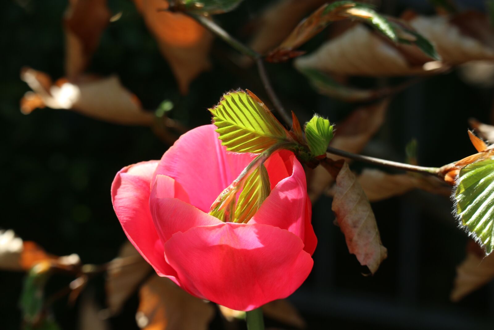 Canon EOS M10 sample photo. Flower, garden, nature photography