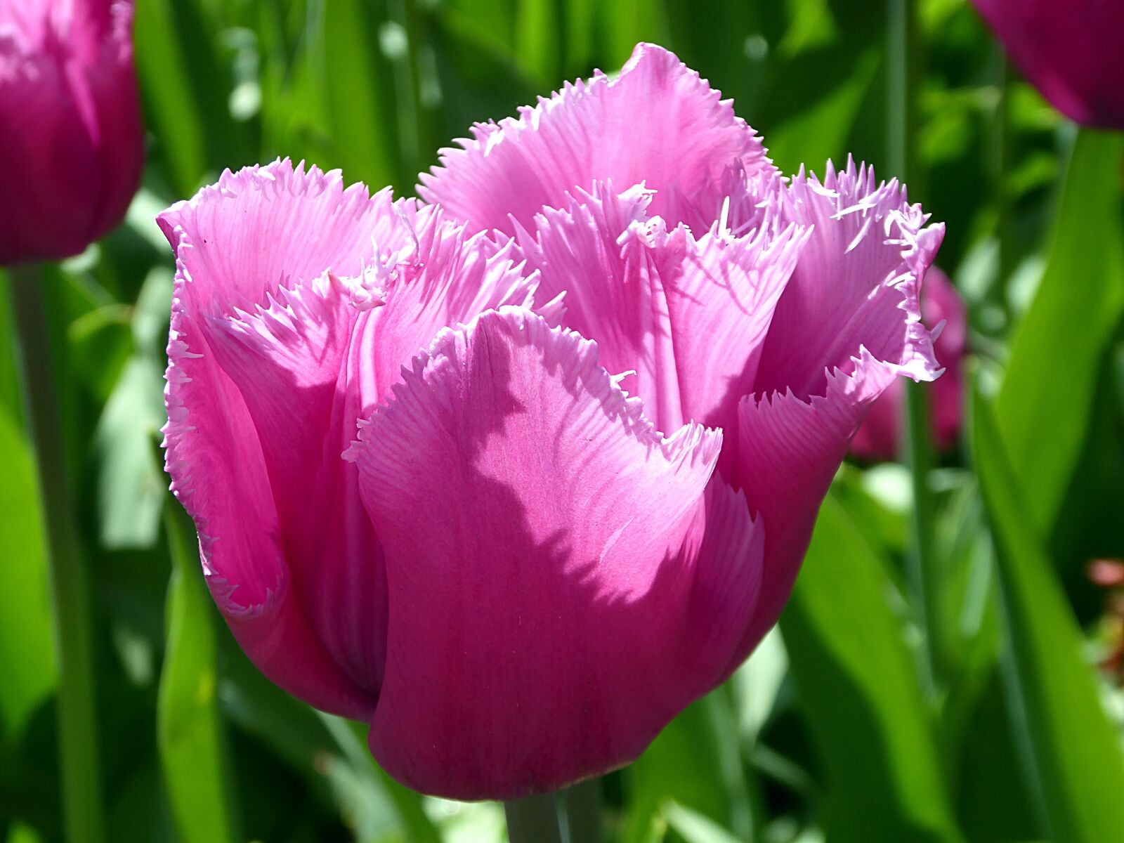Panasonic Lumix DMC-ZS50 (Lumix DMC-TZ70) sample photo. Tulip, flower, spring photography