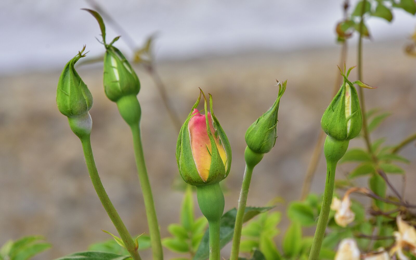 Nikon D7200 sample photo. Nature, leaf, plant photography