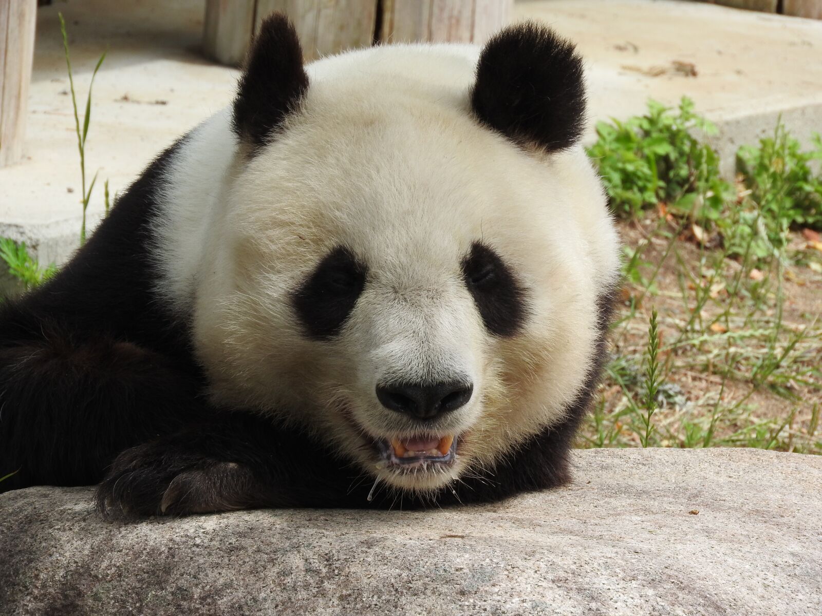 Nikon Coolpix P610 sample photo. Panda, animal, zoo photography