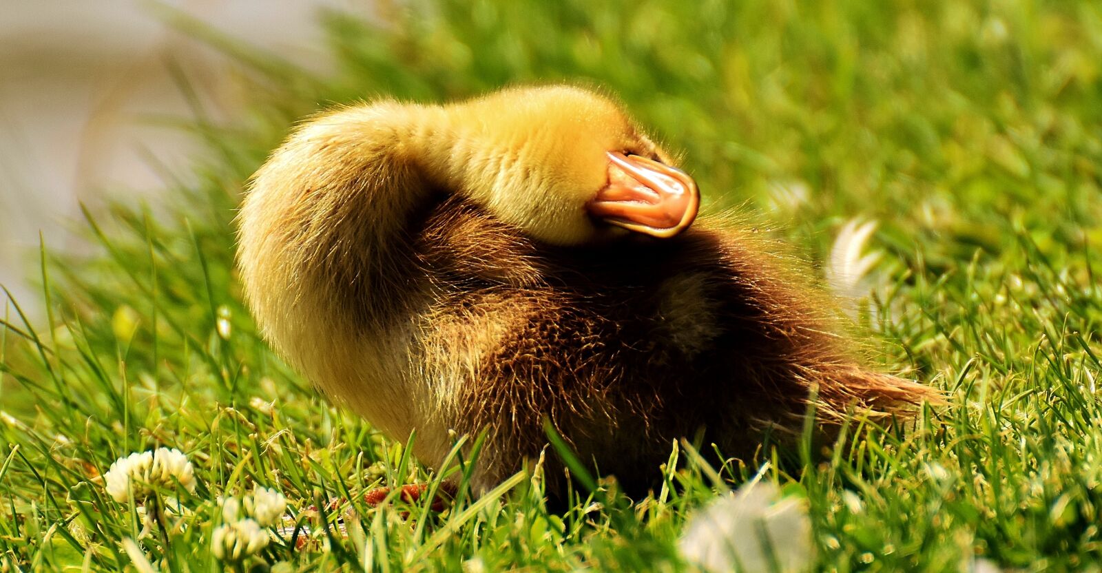 Nikon D7200 sample photo. Mallard, chicks, sleep photography