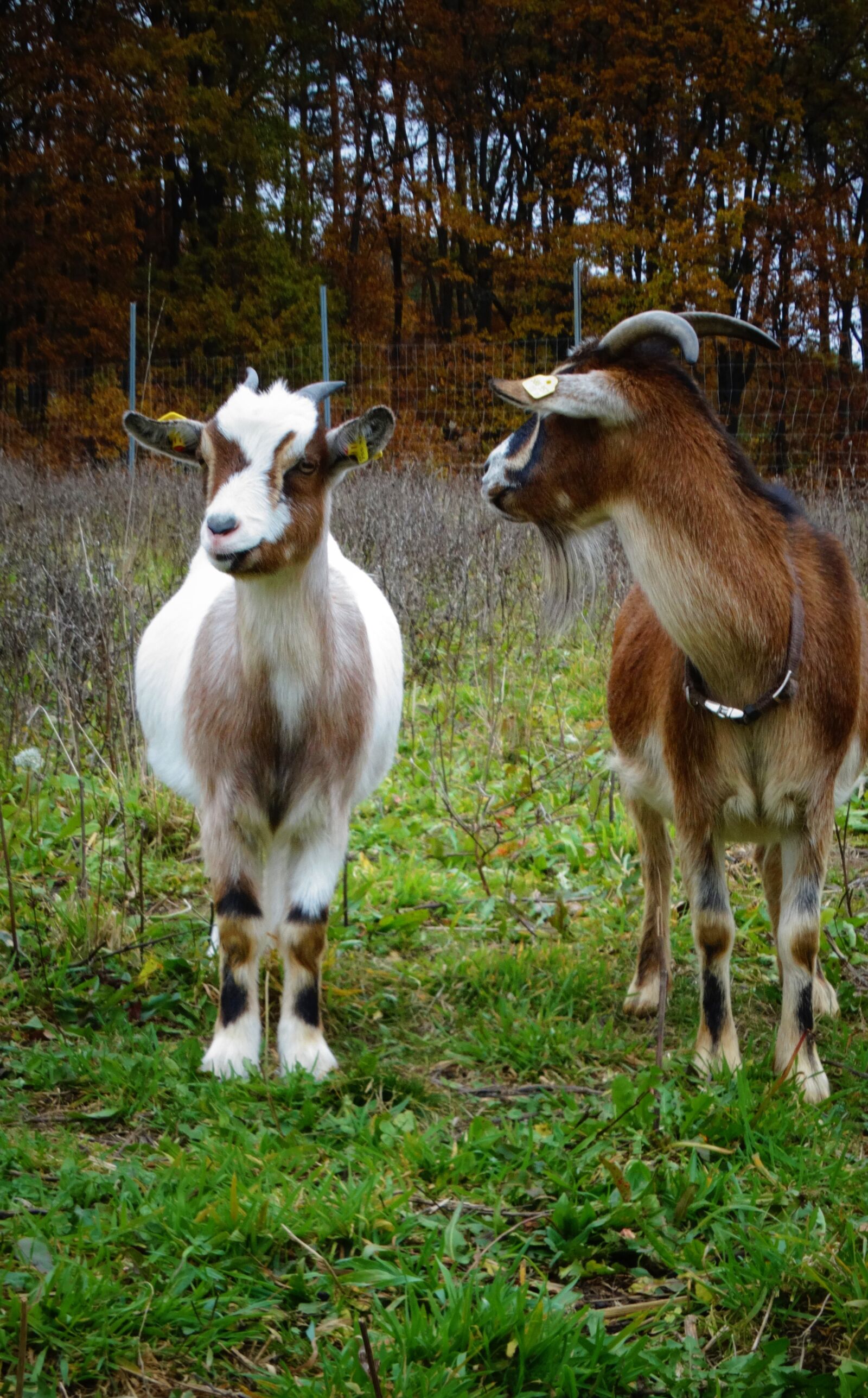 Sony Cyber-shot DSC-HX300 sample photo. Goats, mother, kid photography