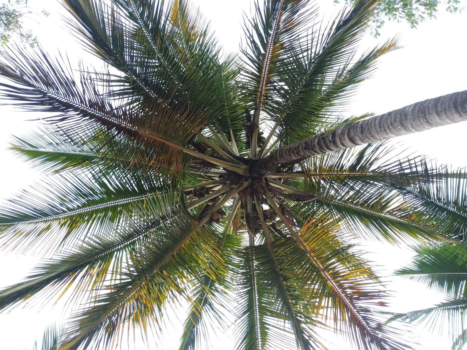 vivo 1806 sample photo. Coconut tree, below shot photography