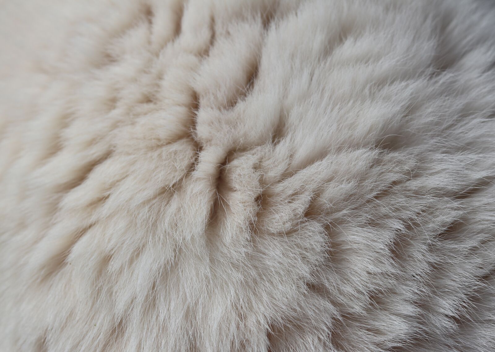 Canon EOS 800D (EOS Rebel T7i / EOS Kiss X9i) sample photo. Soft, wool, fluffy photography