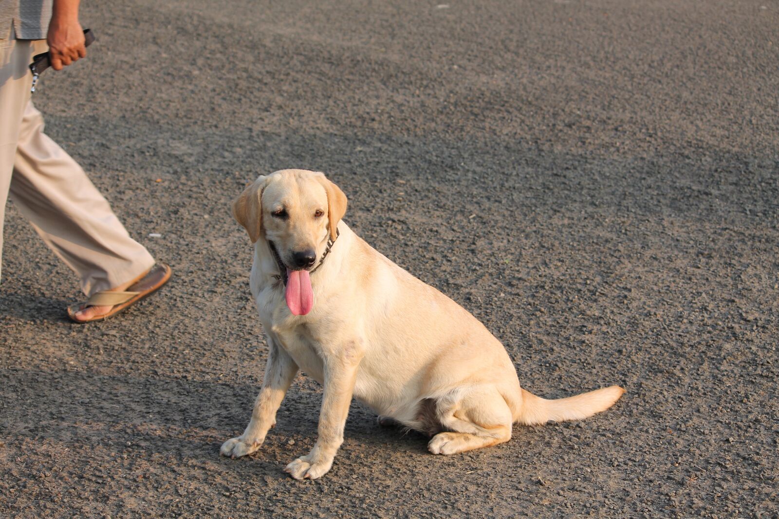 Canon EOS 1100D (EOS Rebel T3 / EOS Kiss X50) sample photo. Dog, home, puppy photography