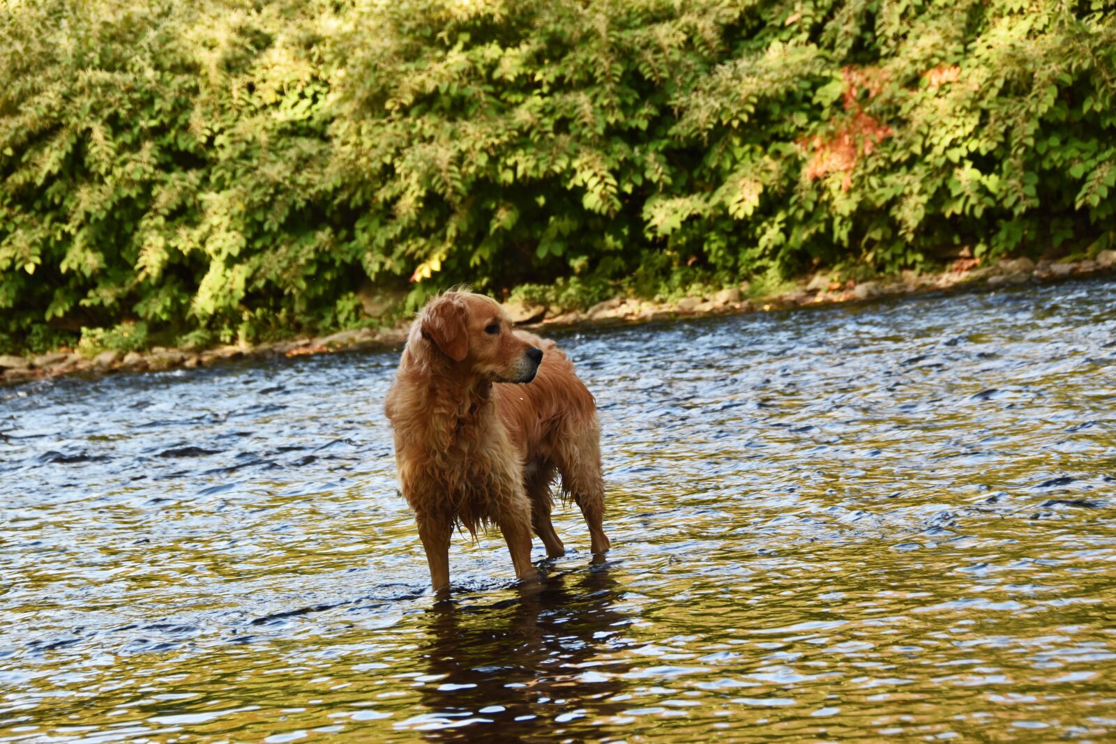 Nikon D5600 sample photo. Dog, golden retriever, goldie photography