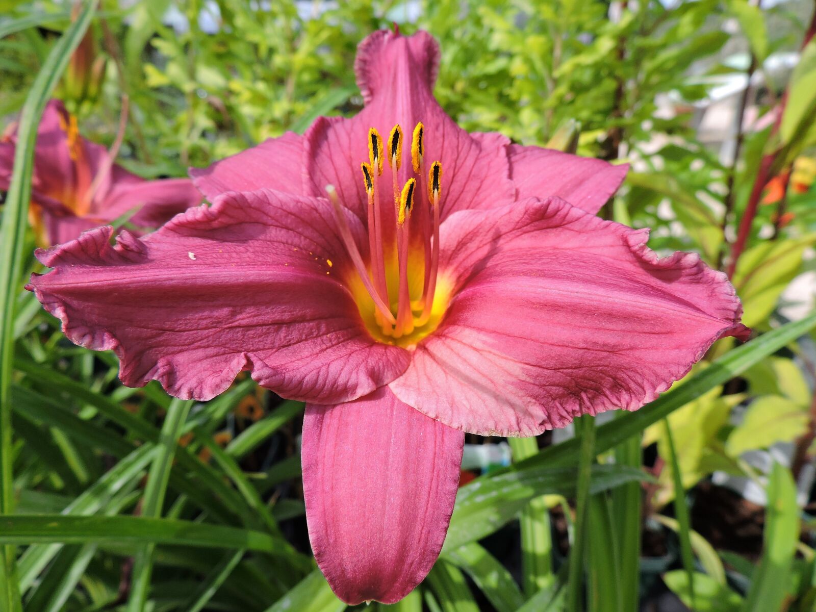 Nikon Coolpix P530 sample photo. Lily, pink, flower photography
