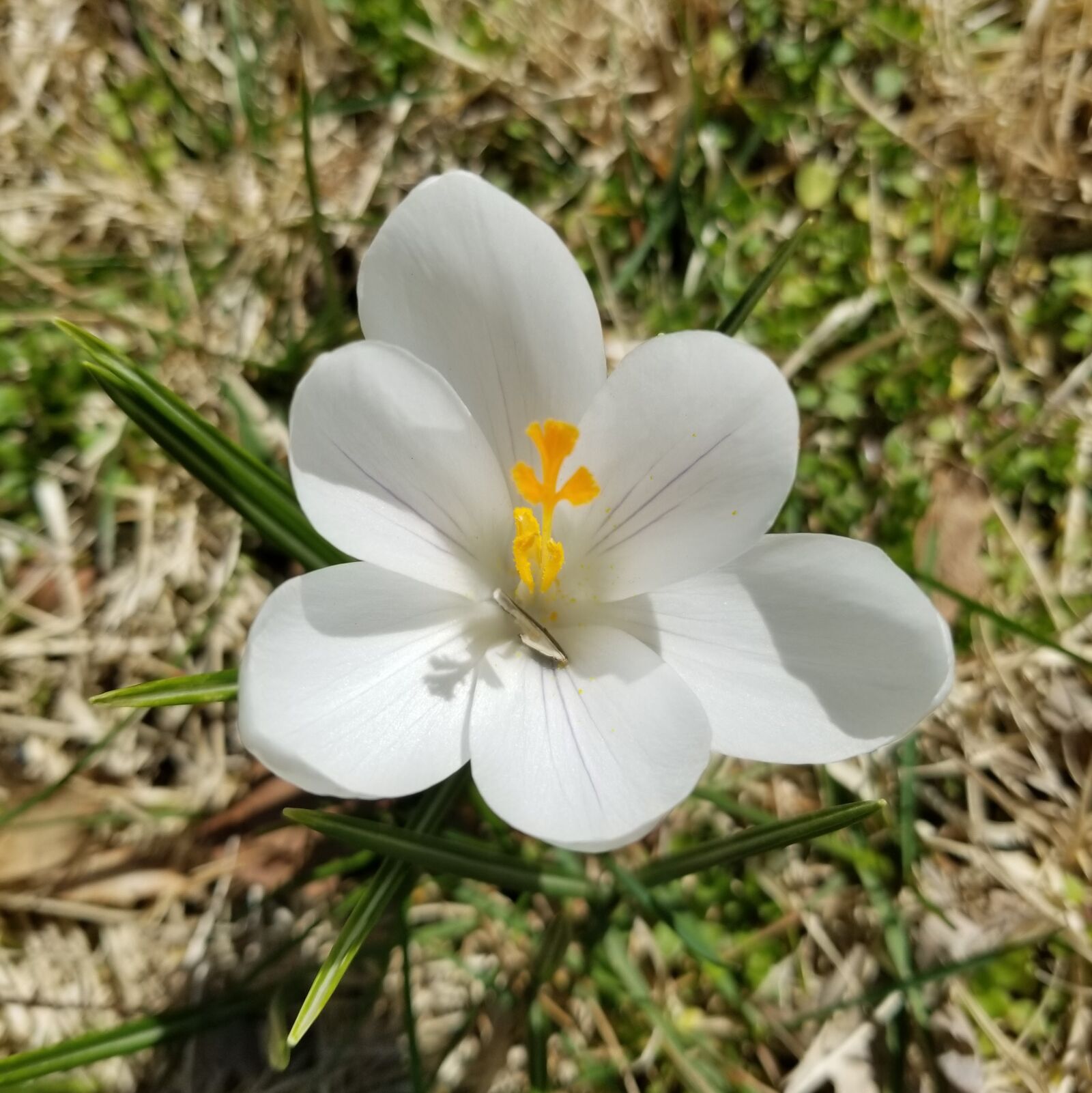 Samsung Galaxy S8 sample photo. Flower, bloom, blossom photography