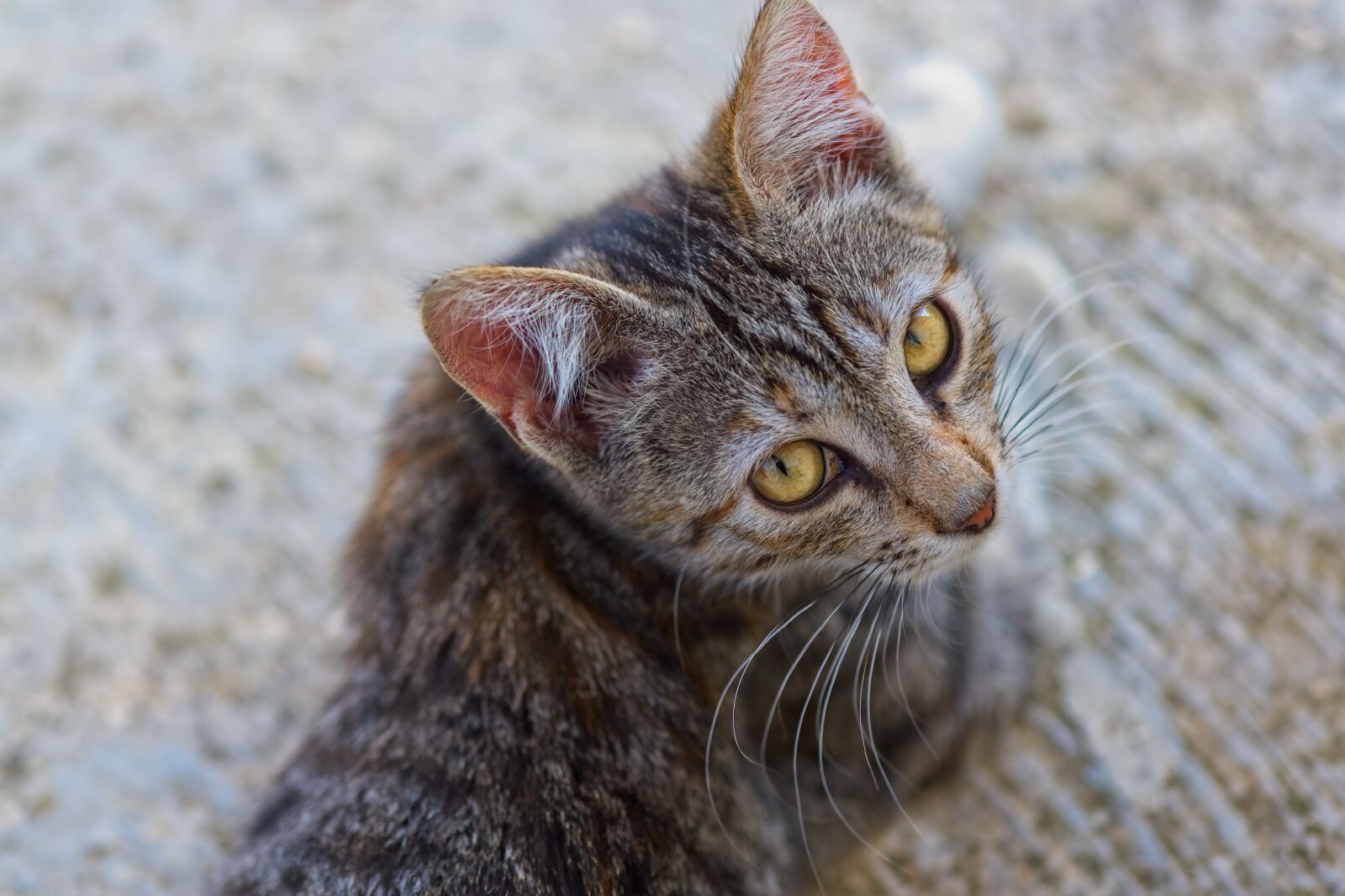 Fujifilm X-T20 + Fujifilm XF 60mm F2.4 R Macro sample photo. Cat, pet, look photography