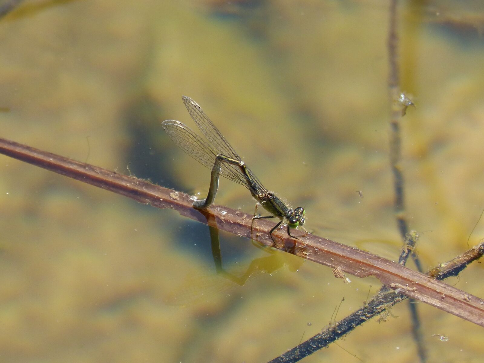 Panasonic DMC-FZ62 sample photo. Sympecma fusca, dragonfly, damselfly photography