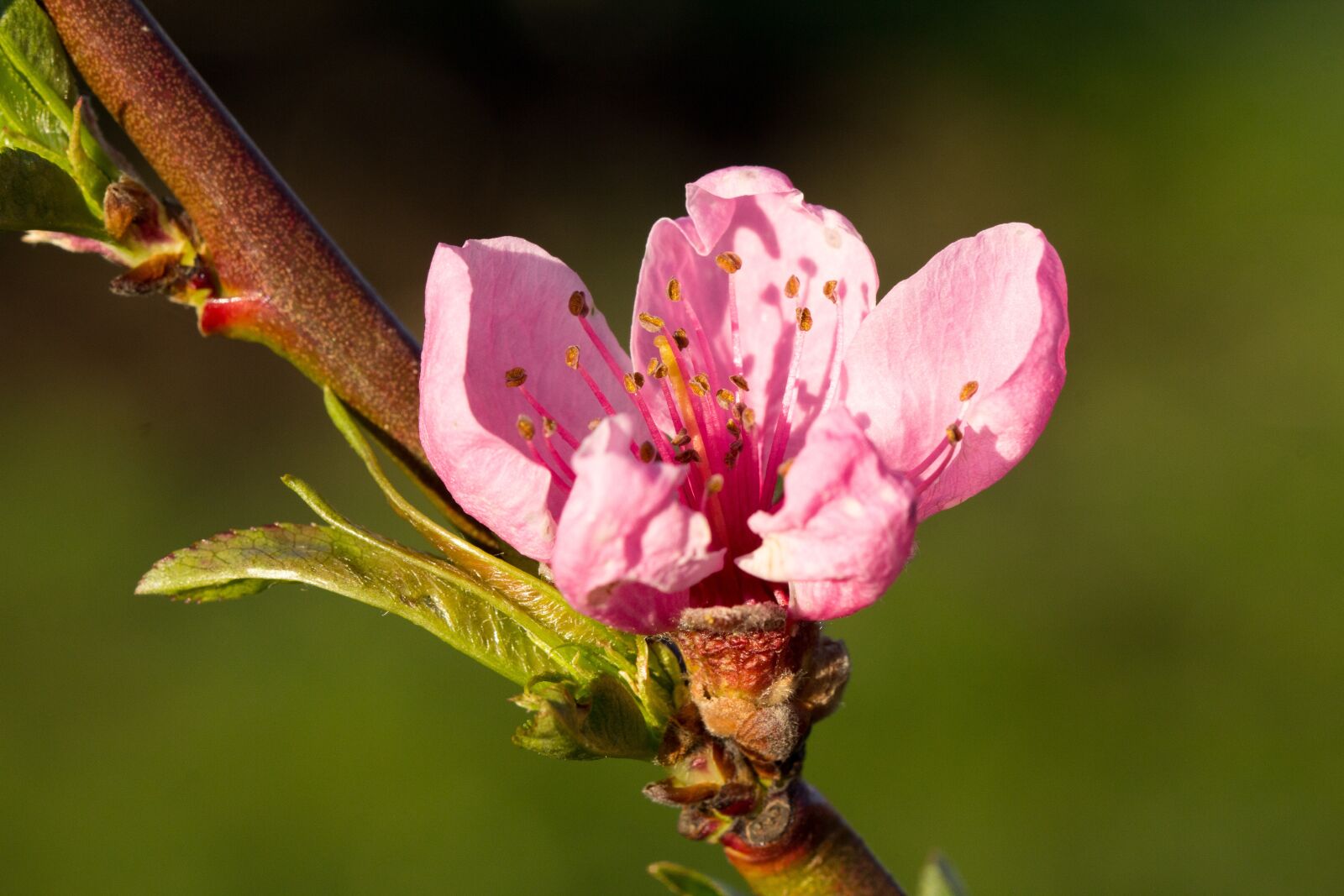 Canon EOS 60D sample photo. Flower, nature, plant photography