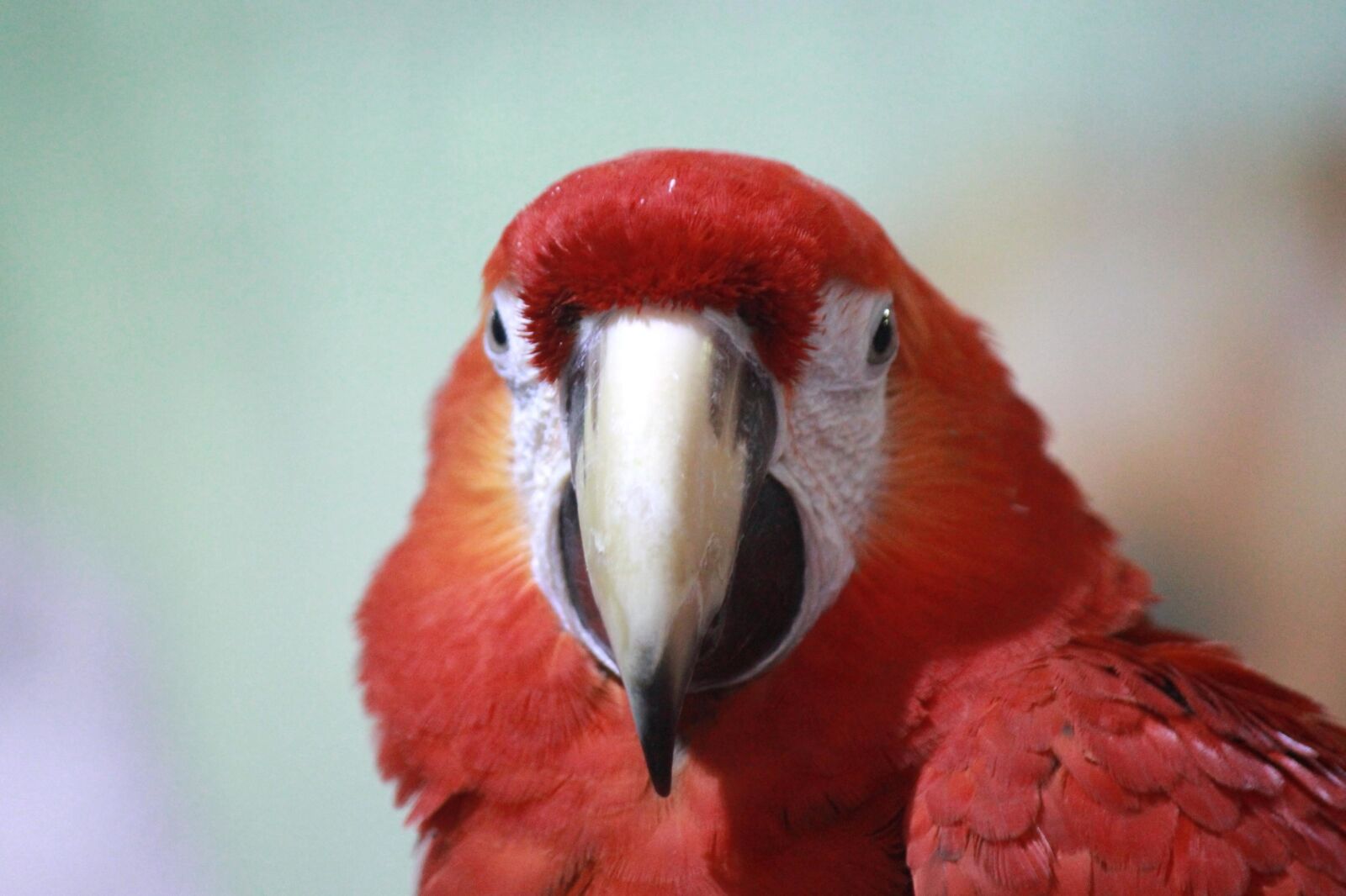 Canon EOS 600D (Rebel EOS T3i / EOS Kiss X5) sample photo. Macaw, parrot, bird, red photography