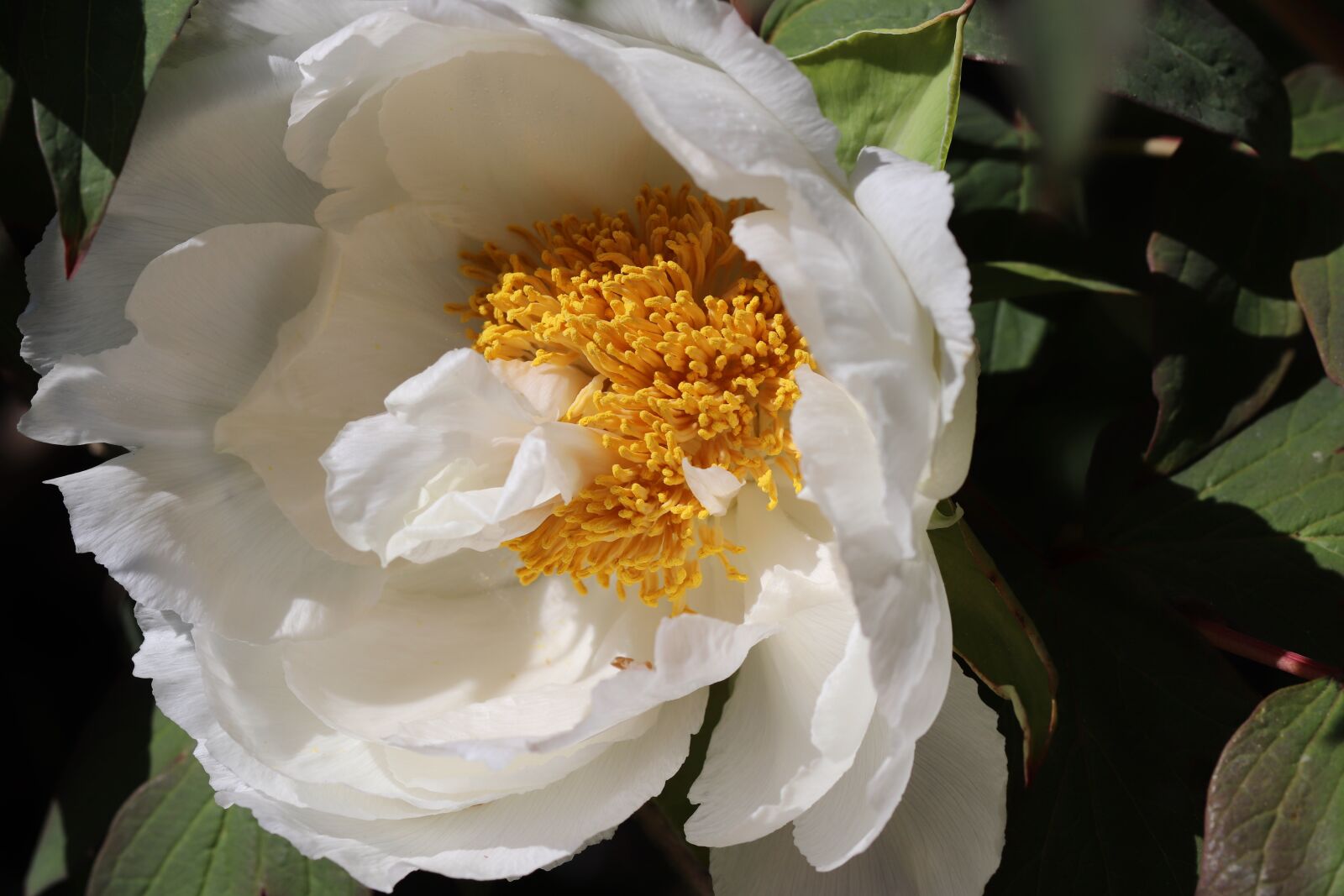 Canon EOS 800D (EOS Rebel T7i / EOS Kiss X9i) + Canon EF 100mm F2.8L Macro IS USM sample photo. Peony, white, blossom photography