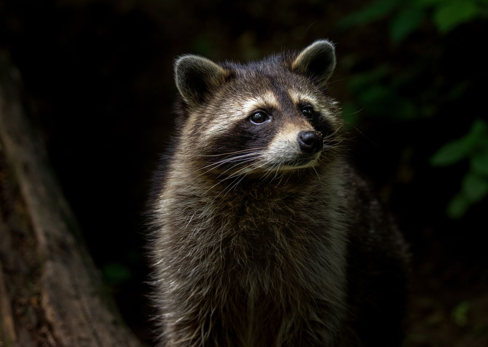 Tamron SP 70-200mm F2.8 Di VC USD sample photo. Raccoon, animal, nature photography