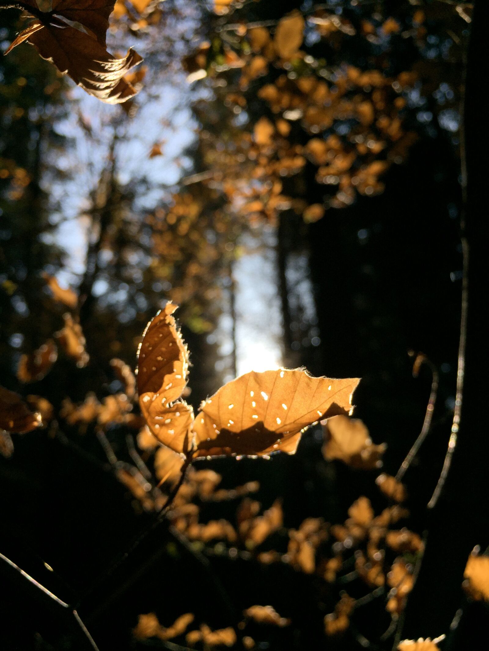 Apple iPhone 6 sample photo. Autumn, leaves, foliage photography
