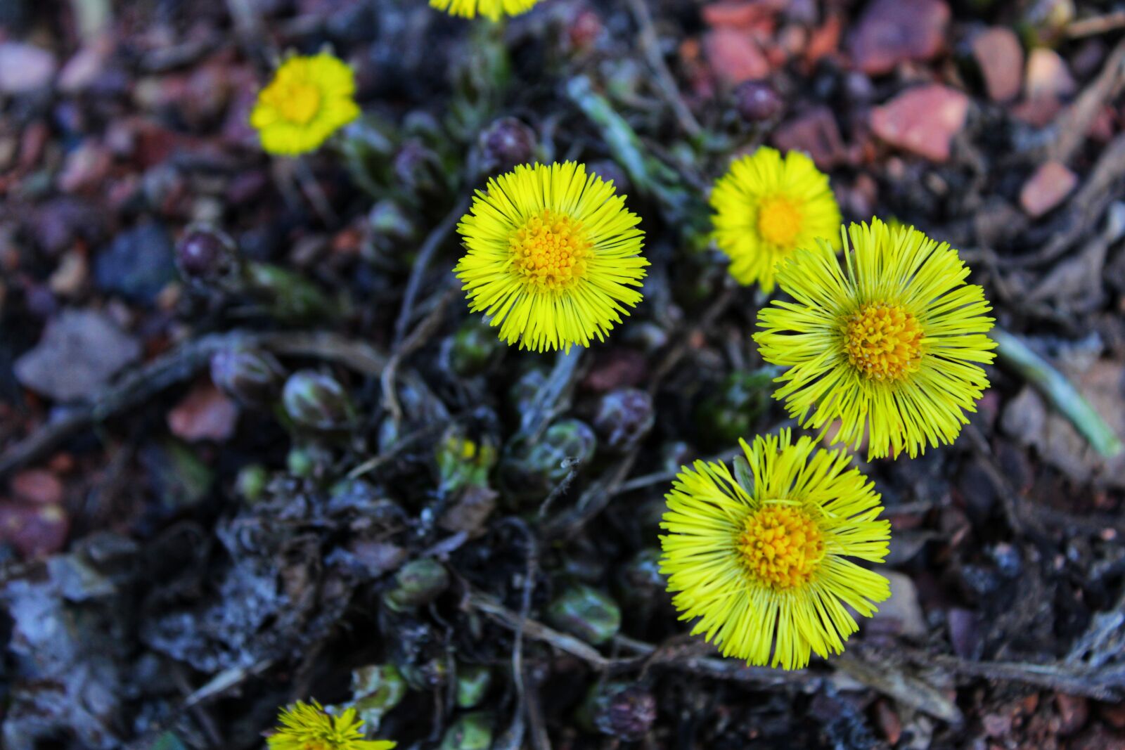 Canon EOS 2000D (EOS Rebel T7 / EOS Kiss X90 / EOS 1500D) sample photo. Coltsfoot, tussilago farfara, yellow photography