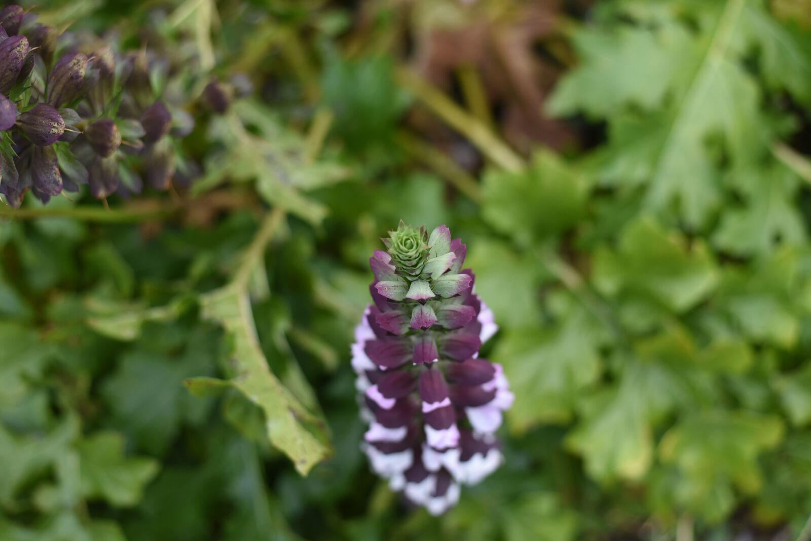 Nikon D750 sample photo. Flower, green, nature photography