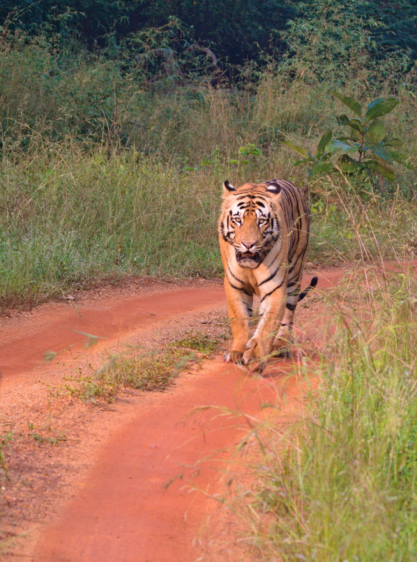 Canon EOS 7D Mark II sample photo. Tiger, wild, animal photography