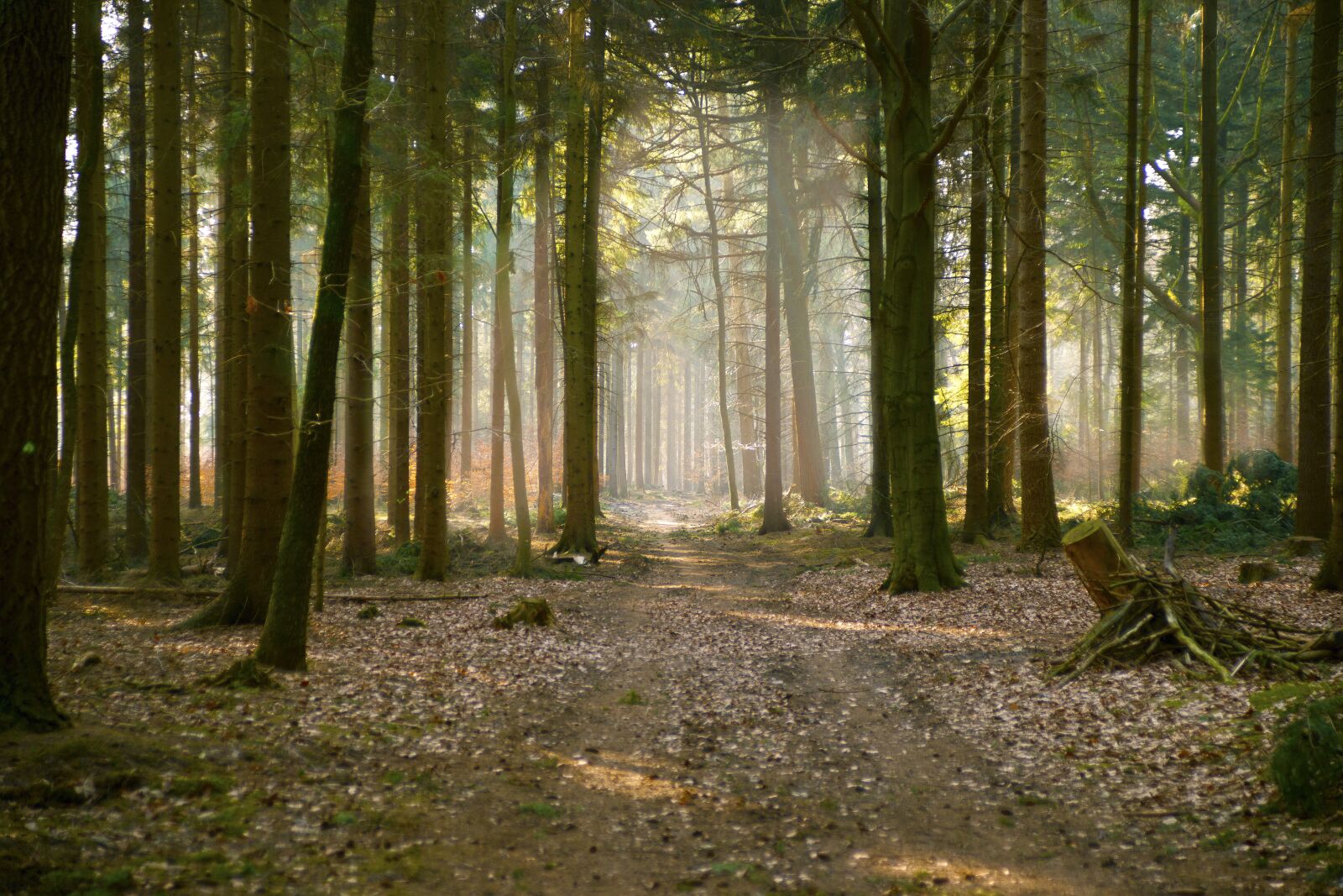Sony Alpha DSLR-A900 sample photo. Forest, fog, morning photography