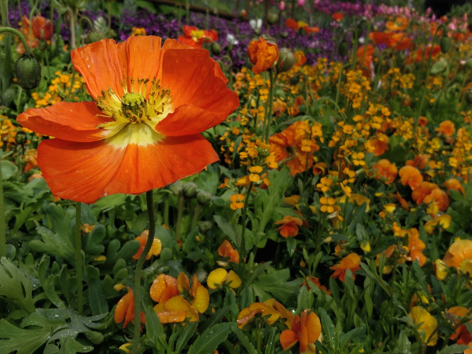 OnePlus 5 sample photo. Wild, spring, garden photography