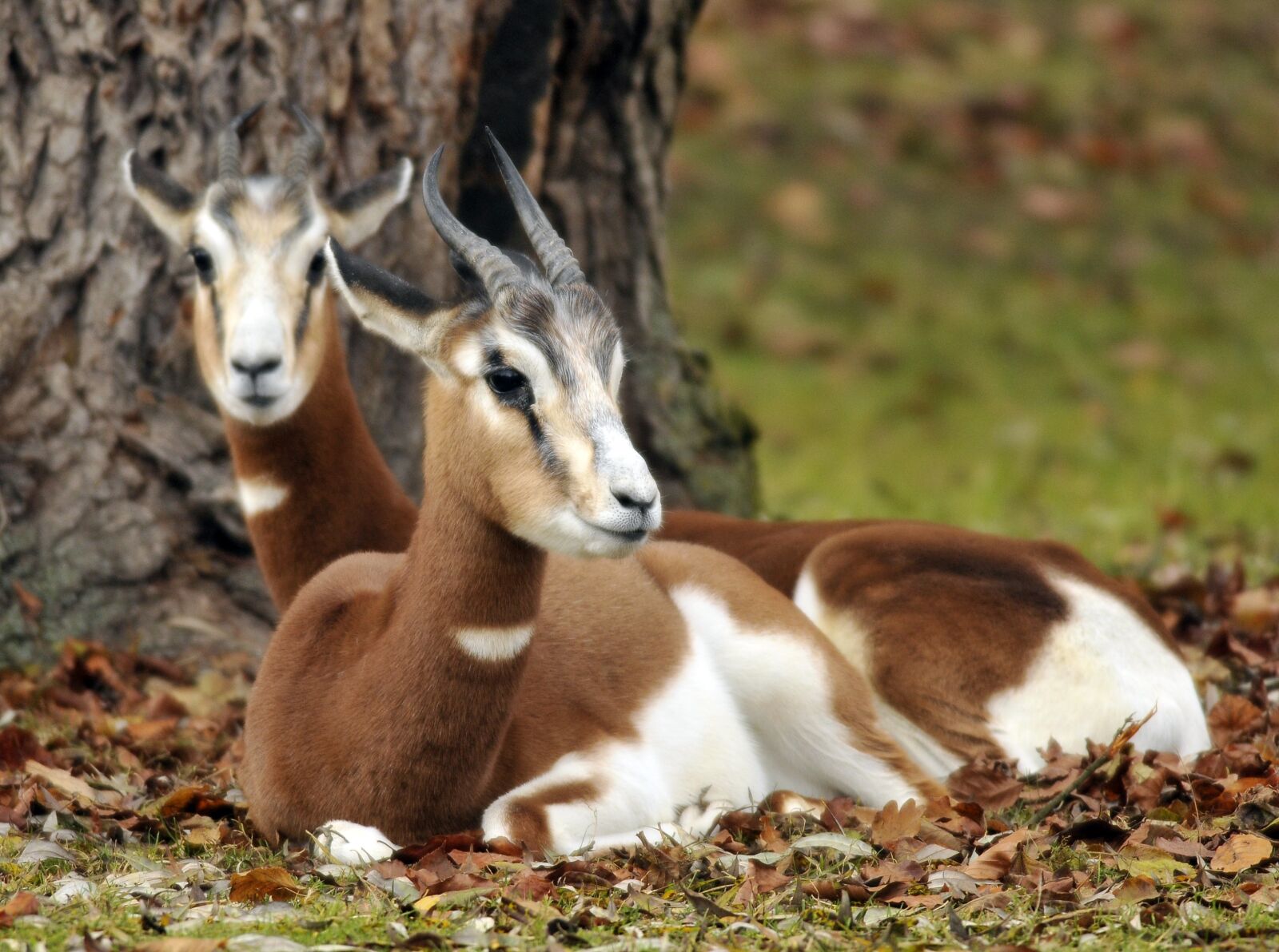 Nikon D300 sample photo. Zoo, hellabrunn, munich photography