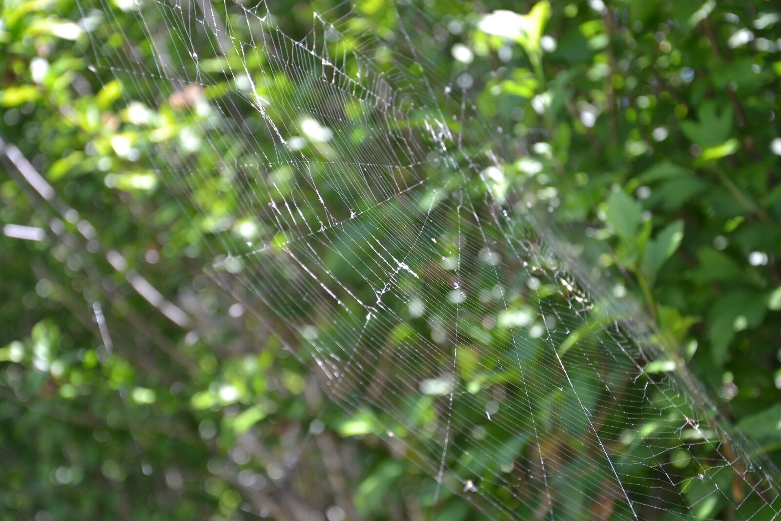 Nikon D3100 sample photo. Spider, canvas, spider web photography