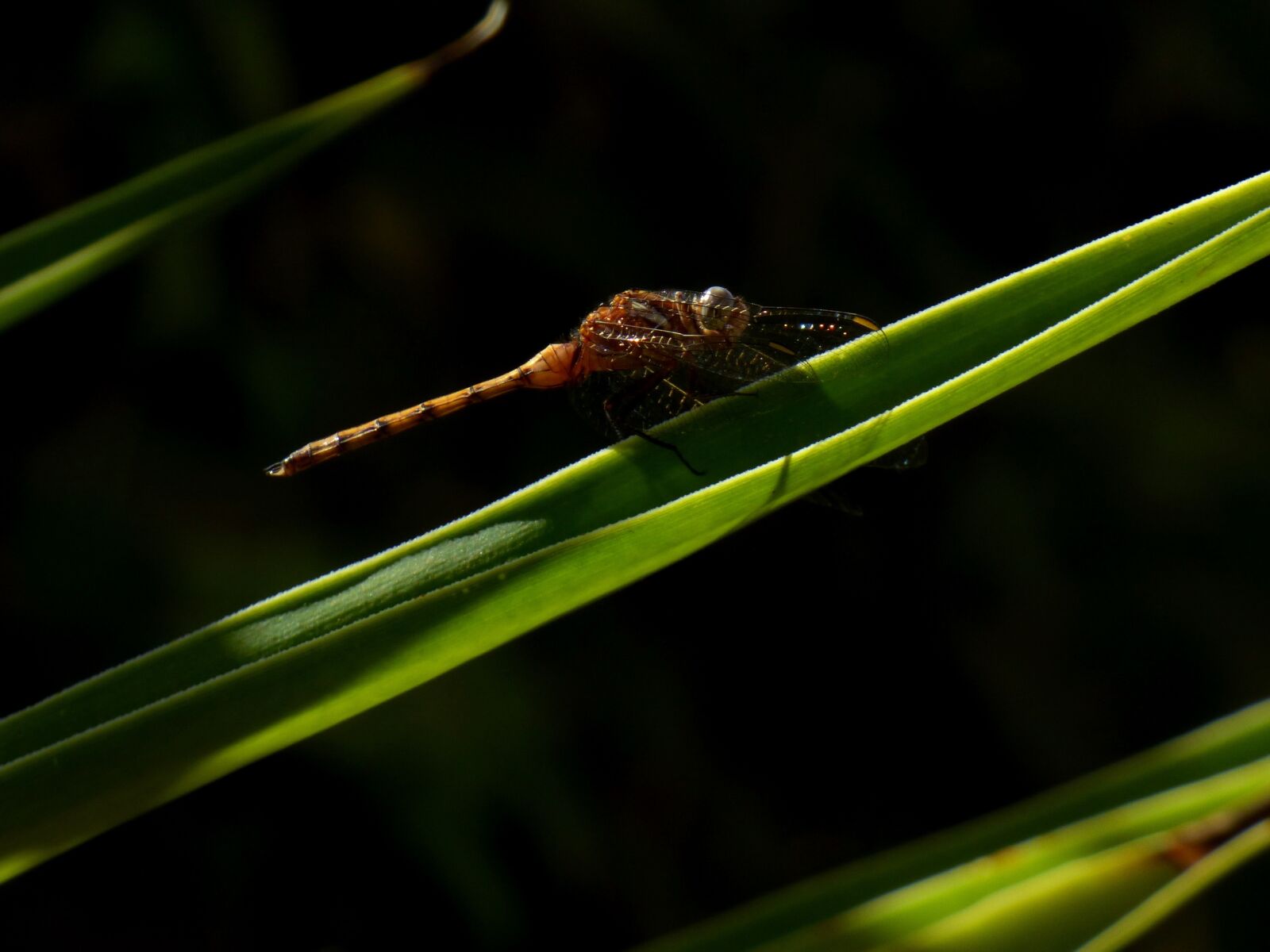 Panasonic DMC-FZ72 sample photo. Dragonfly, grass, insect photography