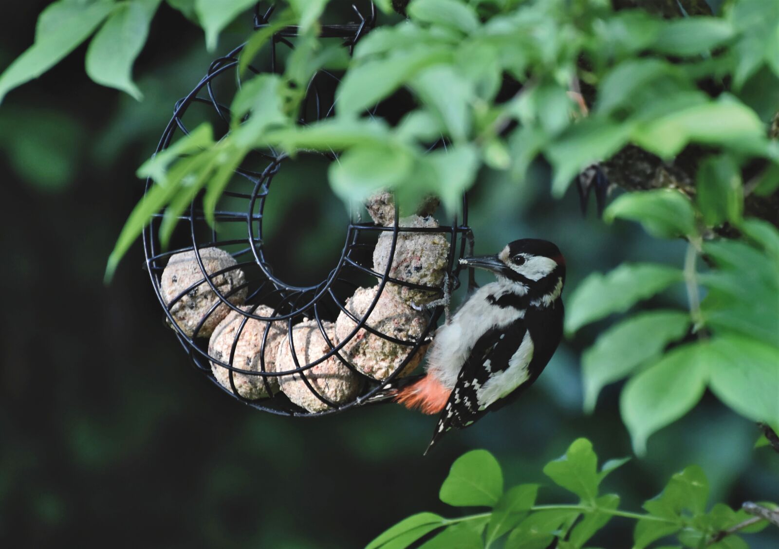 Nikon D7200 sample photo. Woodpecker, great spotted woodpecker photography