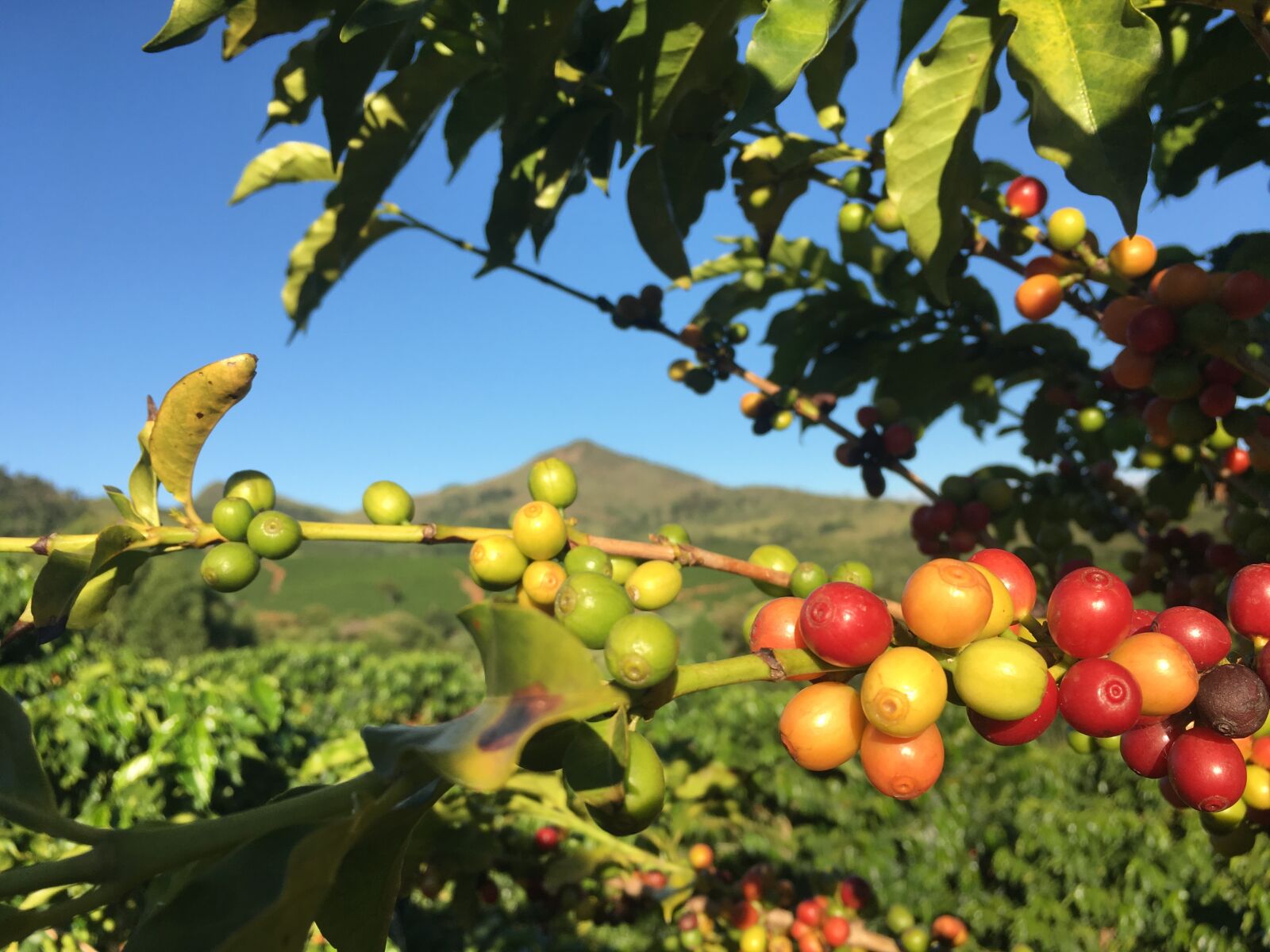 Apple iPhone 6s sample photo. Cafe, plant, red cafe photography