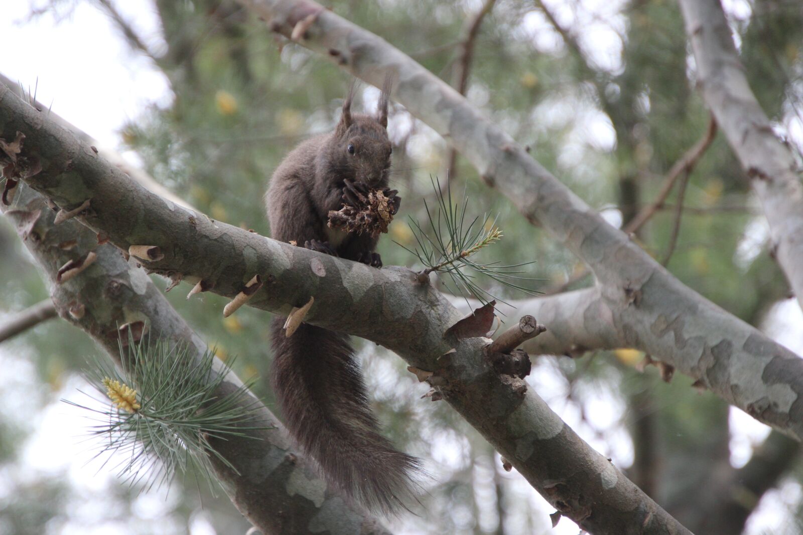 Canon EOS 600D (Rebel EOS T3i / EOS Kiss X5) sample photo. Animal, squirrel, eating photography