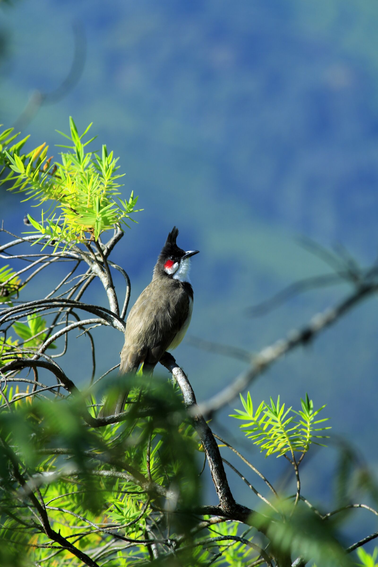 Canon EOS 700D (EOS Rebel T5i / EOS Kiss X7i) sample photo. Red, whiskered, bulbul photography