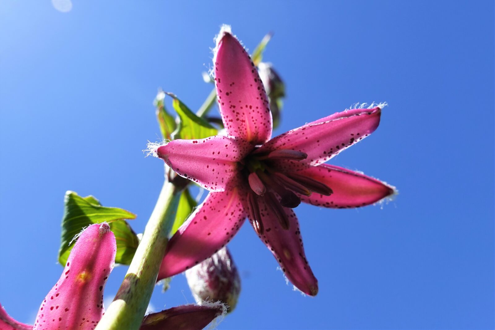 Sony DSC-RX100M7 sample photo. Flowers, orchid, nature photography