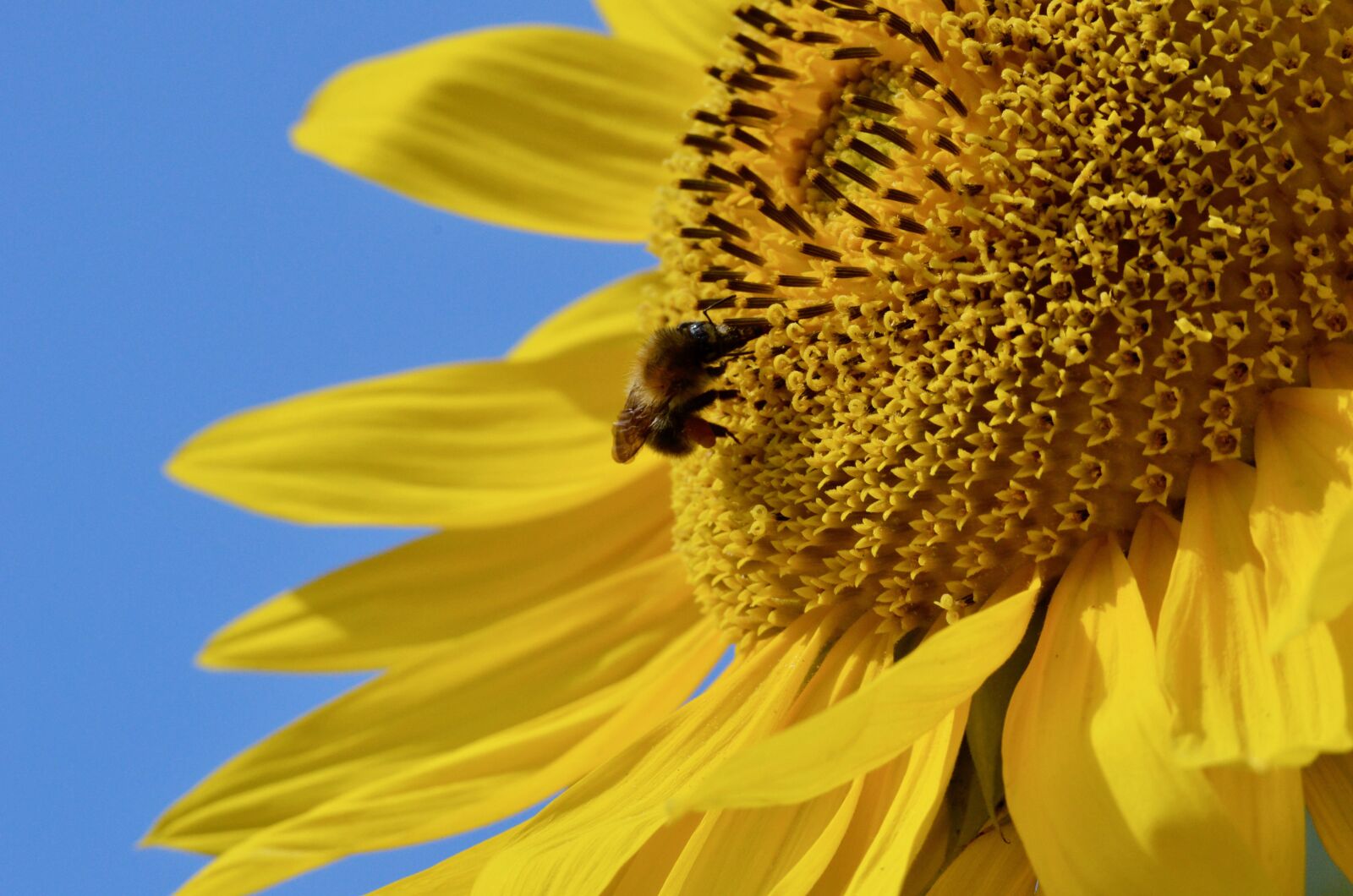 Nikon D5100 sample photo. Hummel, insect, pollination photography