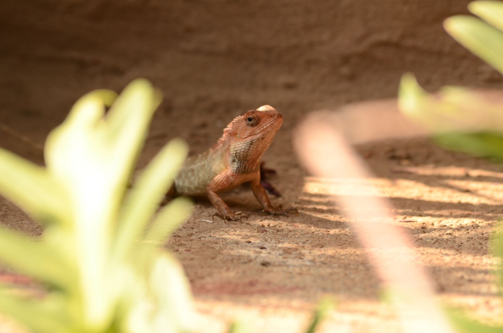 Nikon D7000 sample photo. Lizard, nature, animal photography