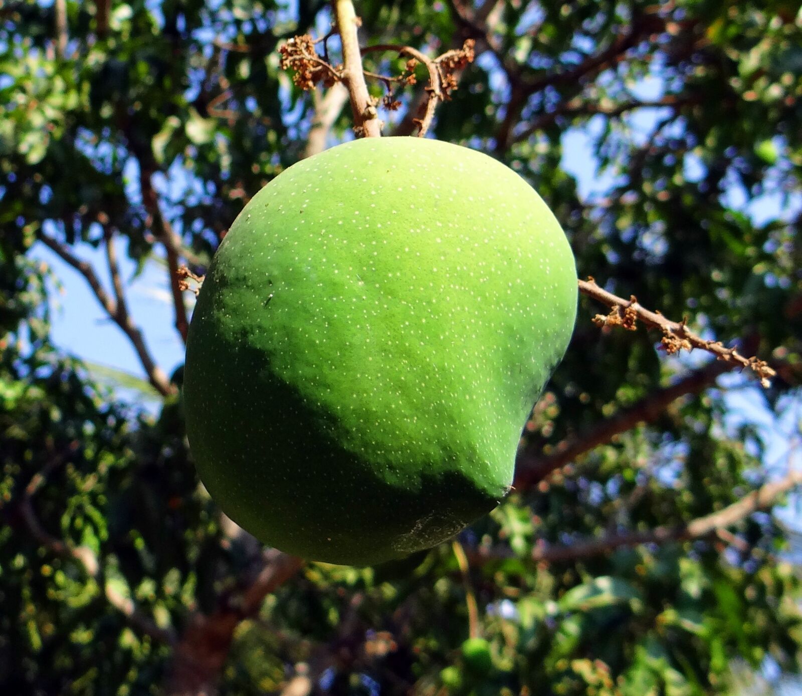 Sony DSC-HX200V sample photo. Mango, mangifera indica, fruit photography