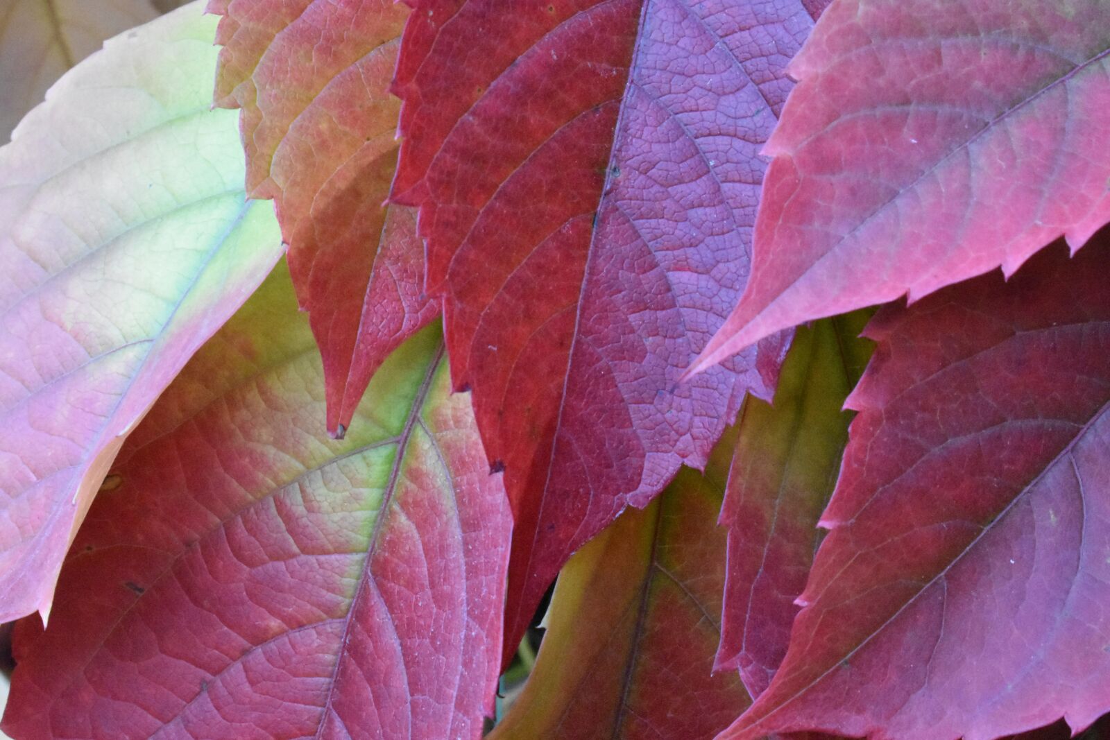 Nikon D3400 sample photo. Autumn, leaves, colorful photography