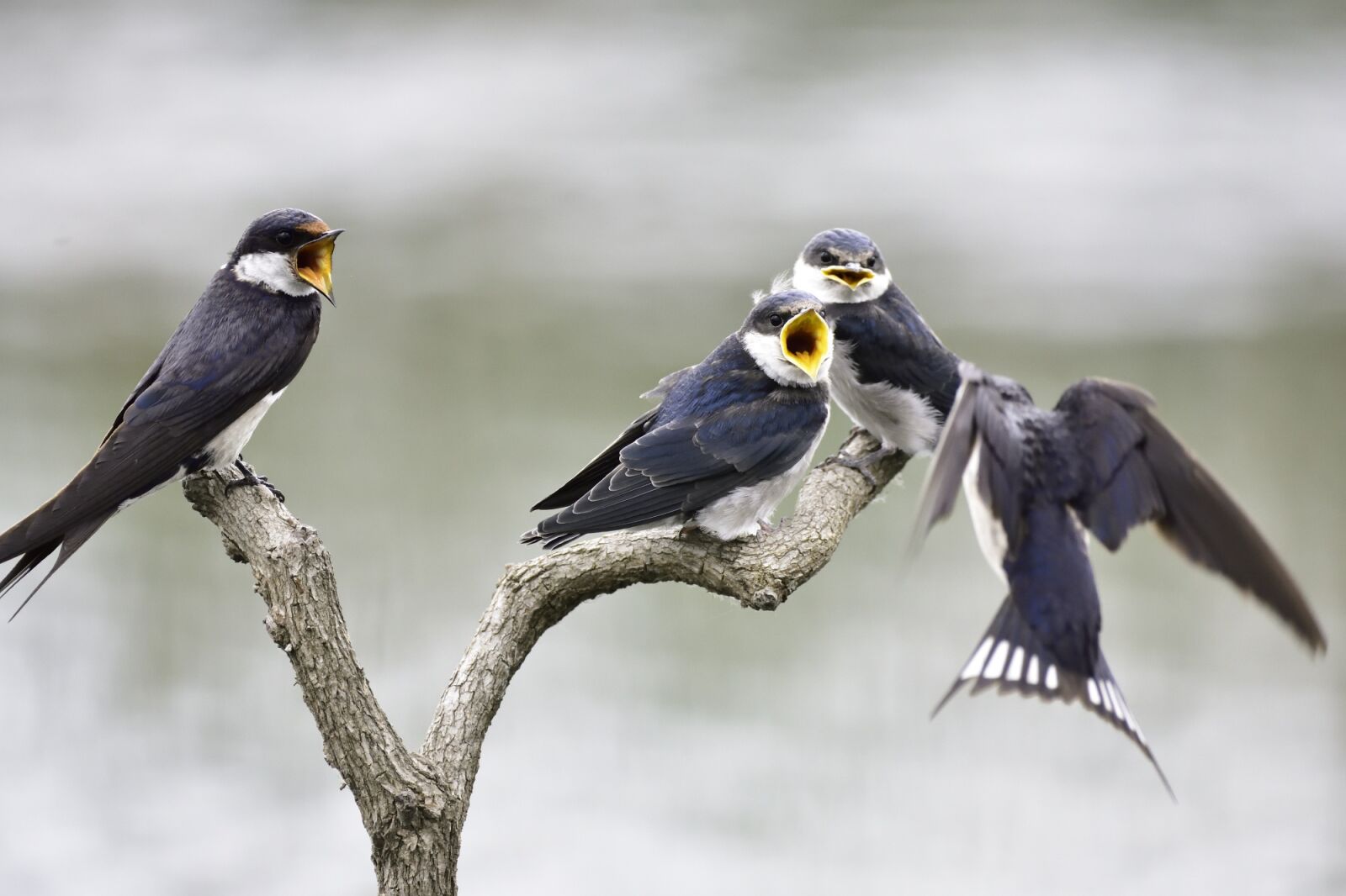 Nikon D7200 sample photo. Bird, feeding, nature photography