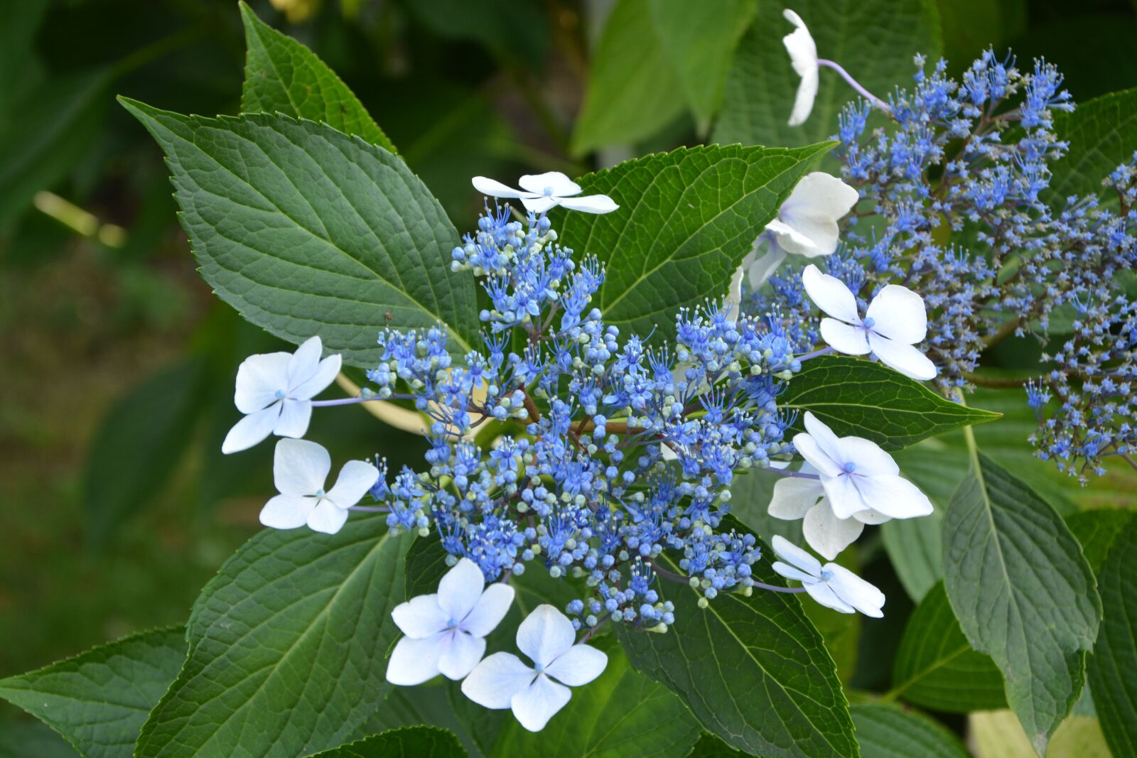 Nikon D5200 sample photo. Hydrangea blue, blue flowers photography