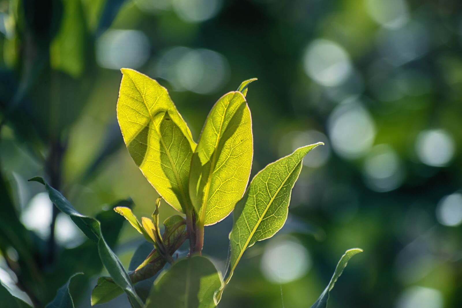 Nikon D3300 sample photo. Leaves, bokeh, backlight photography