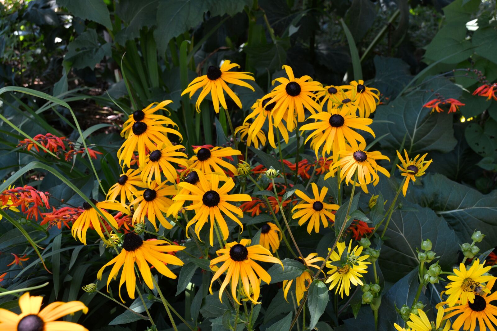 Nikon D7100 sample photo. Flower, yellow, plants photography