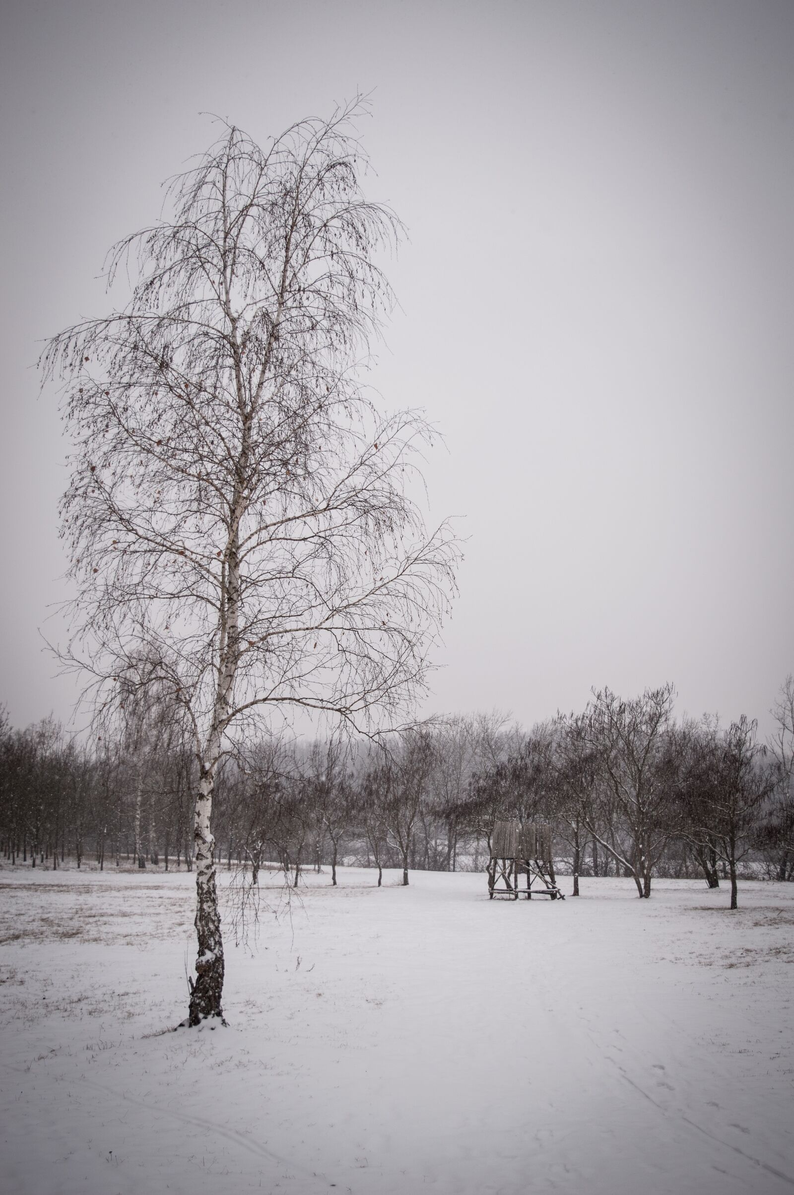 Nikon D3200 sample photo. Tree, winter, snow photography