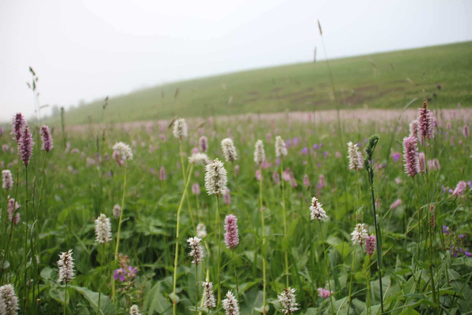 Canon EOS 550D (EOS Rebel T2i / EOS Kiss X4) sample photo. Wild plants, nature, wild photography