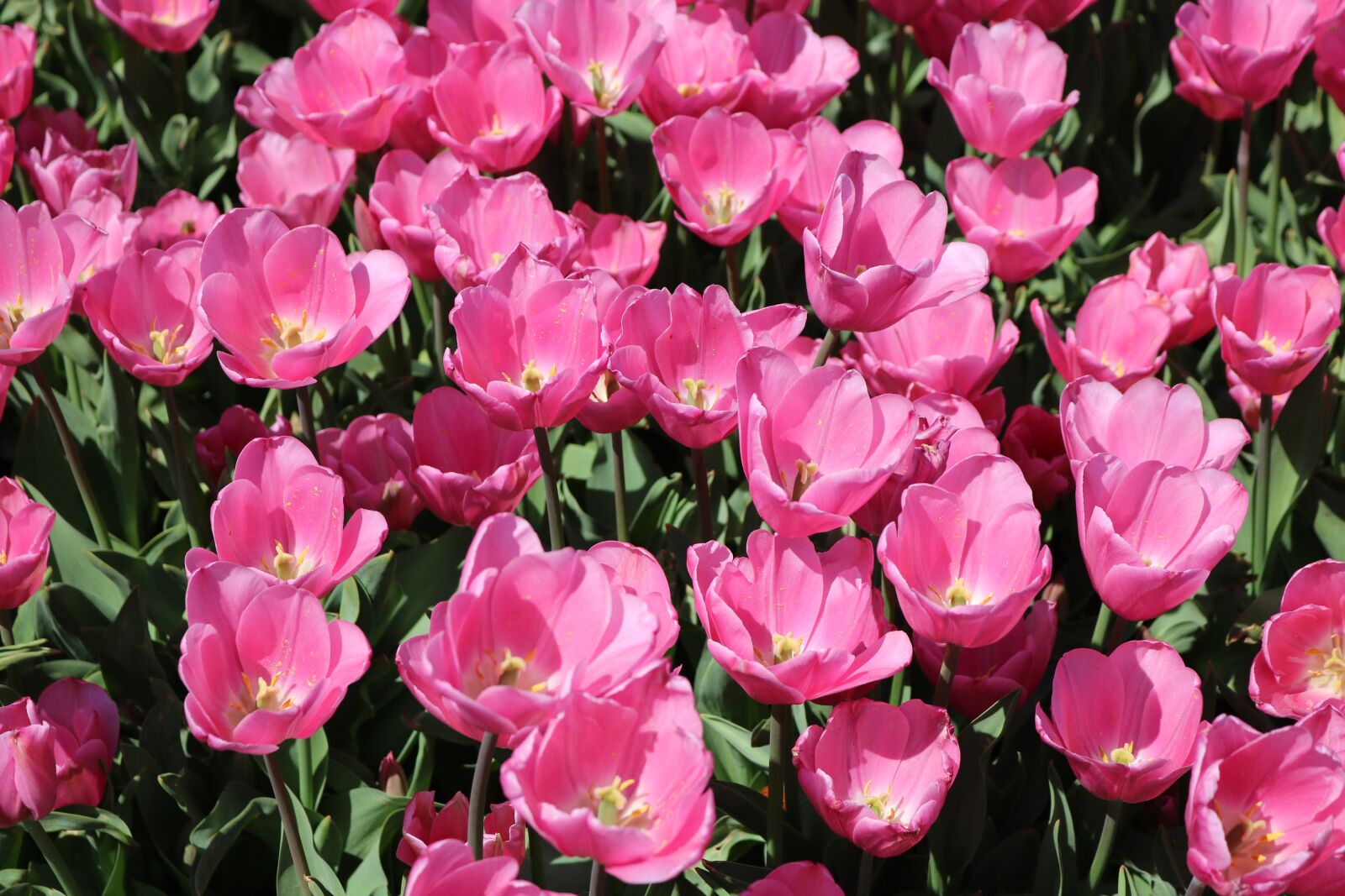 Canon EOS 750D (EOS Rebel T6i / EOS Kiss X8i) sample photo. Plant, nature, flower photography
