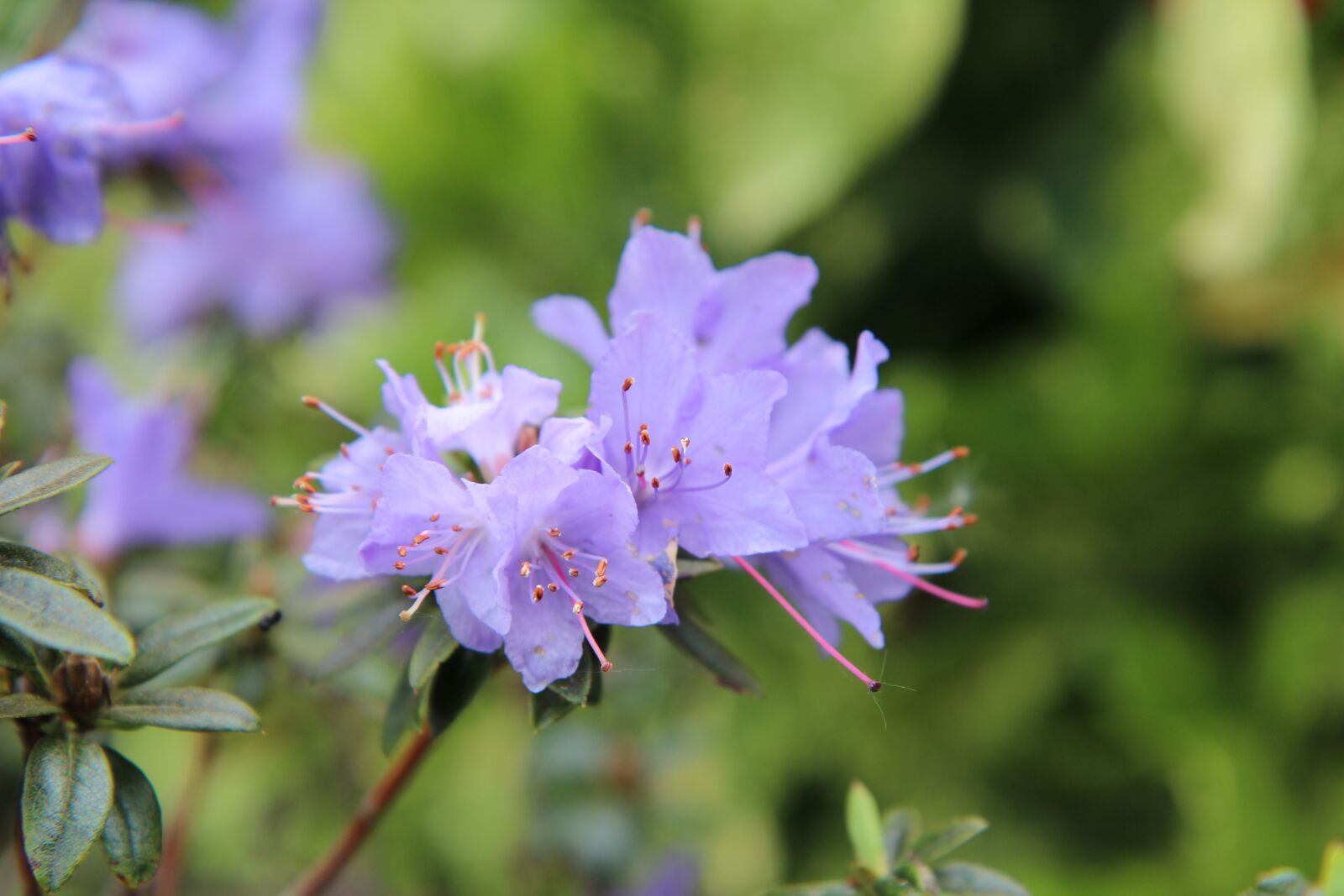 Canon EOS 600D (Rebel EOS T3i / EOS Kiss X5) sample photo. Azalea, azalea blue, azalea photography
