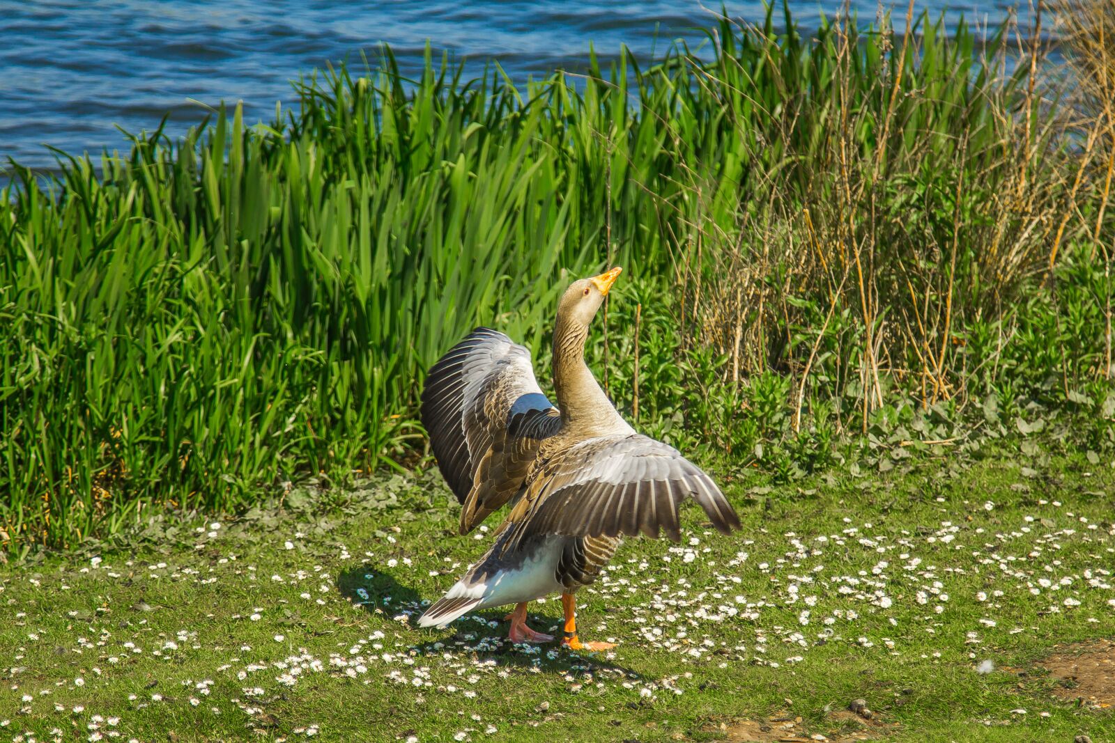 Canon EOS 60D + Canon EF 24-105mm F4L IS USM sample photo. Goose, spring, lake photography