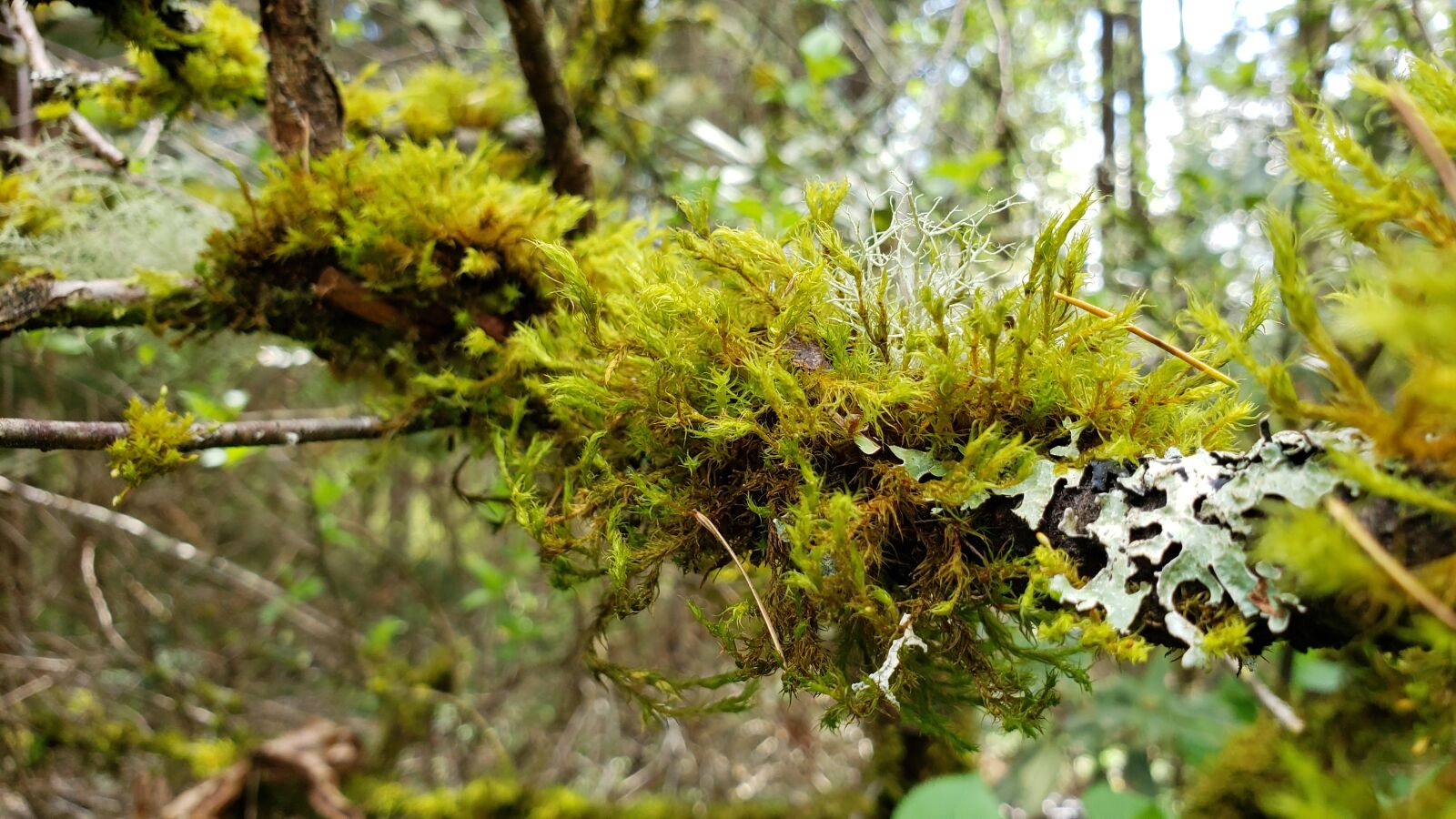 Samsung Galaxy Note9 sample photo. Moss, lichen, forest photography