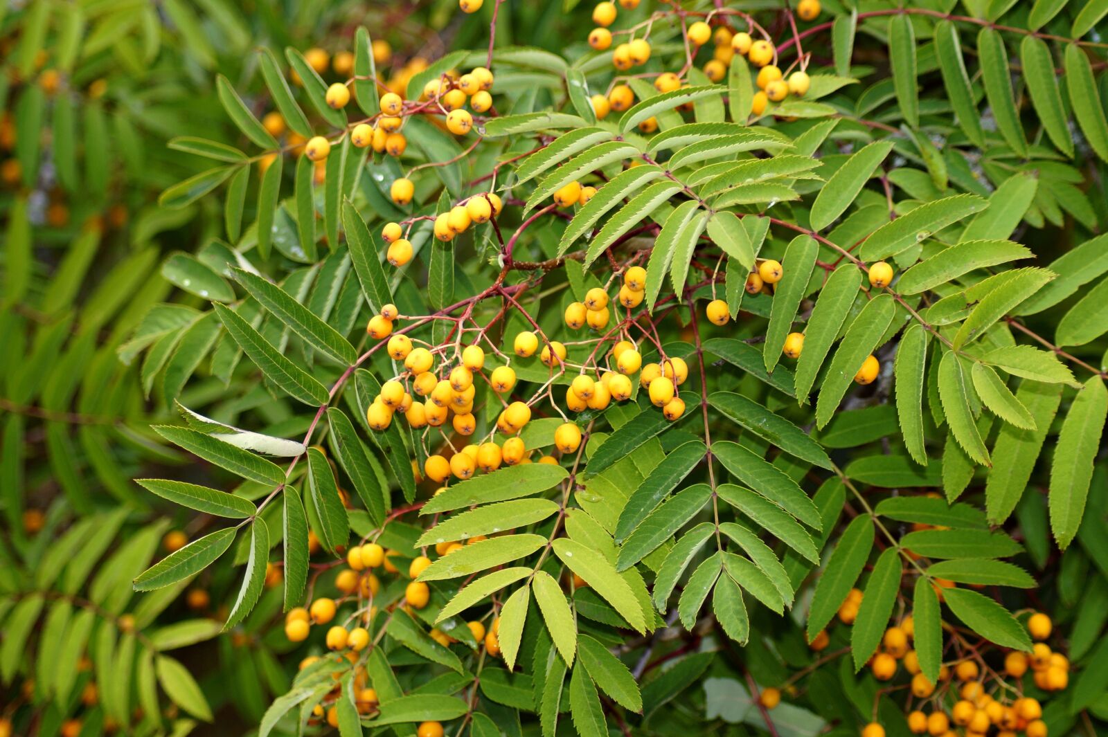 Sony SLT-A58 sample photo. Rowanberries, mountain ash, ash photography