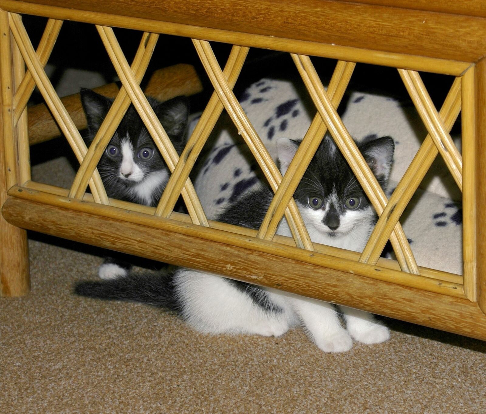 Sony Alpha DSLR-A100 sample photo. Cat, kittens, hidden photography