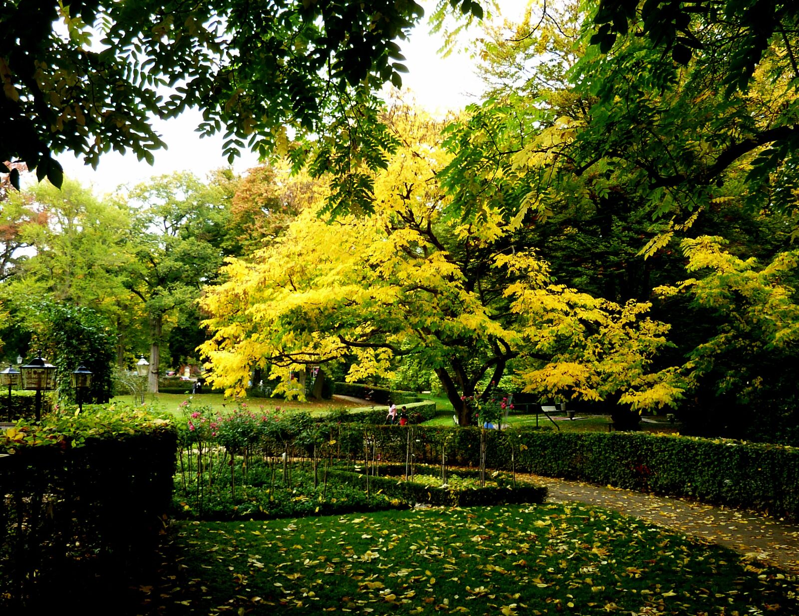 Panasonic DMC-TZ7 sample photo. Tree, autumn, leaves photography